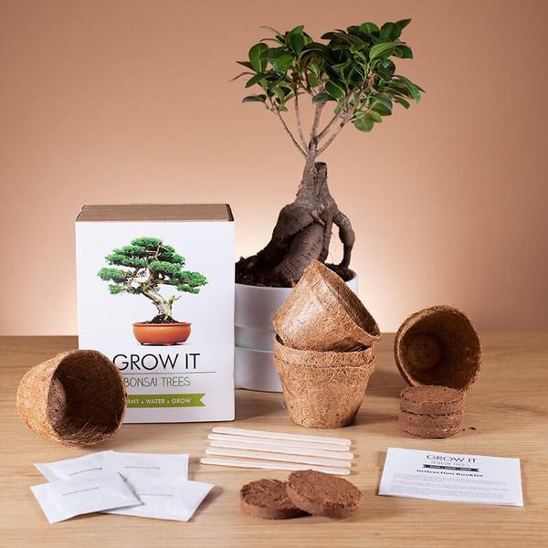 growing bonsai trees Maktus